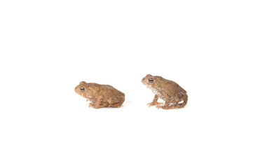 Two Frogs
