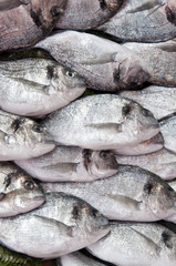 Pile of silver colored fish