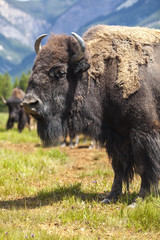 American Bison or Buffalo