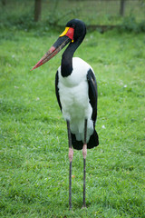 Jabiru d'Afrique
