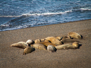 Fototapeta na wymiar Group Of Sea Lions On Beach
