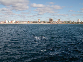 Right Whales Break Surface
