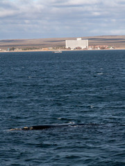Fototapeta premium Right Whale Puerto Madryn