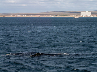 Right Whale At Puerto Madryn