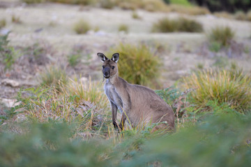 Kangourou au petit matin - Kangaroo Island