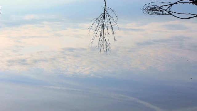 riflesso di albero e nubi nell'acqua