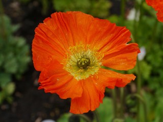 An orange cultivar of a poppy flower