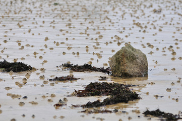 Trous de vers de sable sur une plage