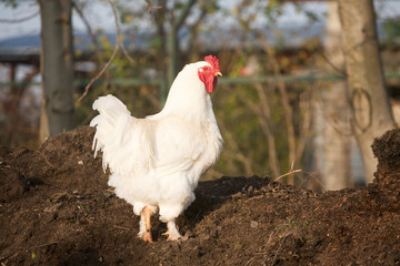 Portrait of mature rooster on the poultry yard