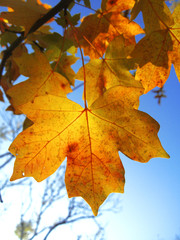 Fototapeta na wymiar Yellow autumn leaves on the branches against blue sky