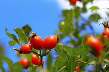 An Autumn red dog rose tree growing