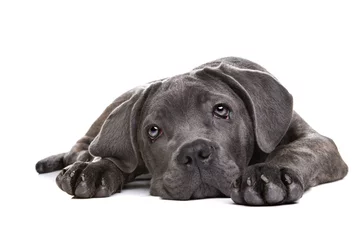 Poster grijze cane corso puppy hondje © Erik Lam