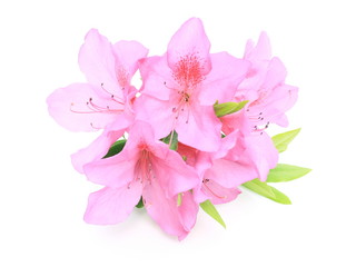 Roze azalea