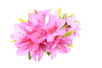 Roze azalea