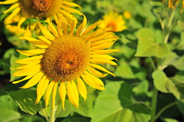 Sunflower Fields in Spring Season