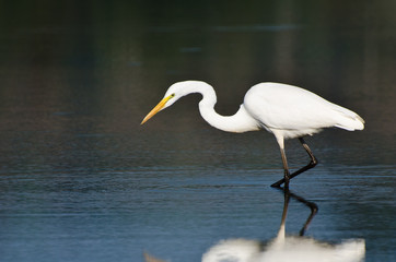 Great Egret Hunting for Fish