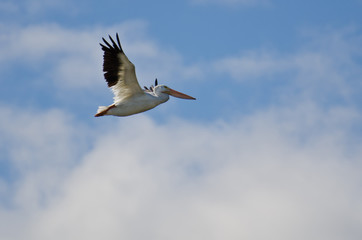 American White Pelican Flying in a Cloudy Sky