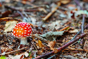 wild forrest Toadstool