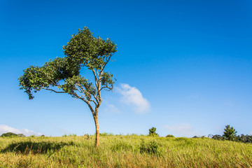 Obraz premium Meadow with trees