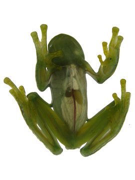 Glassfrog