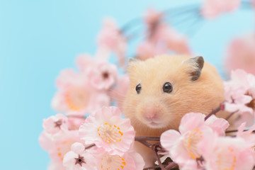 桜の花とキンクマハムスター
