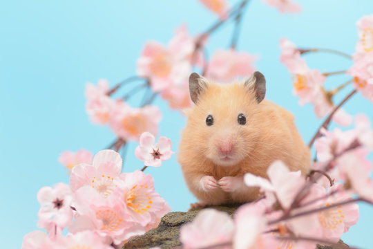 桜の花とキンクマハムスター