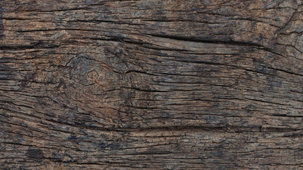 decay wood