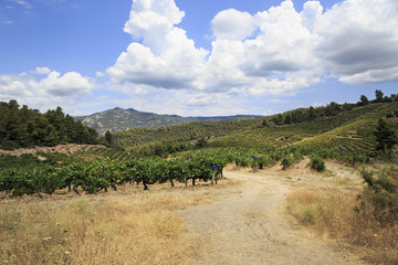 Fototapeta na wymiar Vineyards in the mountains.