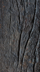 decay wood