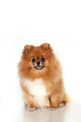 Pomeranian puppy  on white background