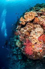 Divers, mushroom leather coral in Banda, Indonesia underwater