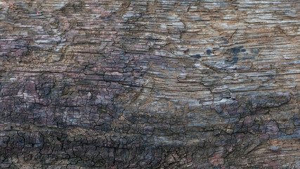 decay wood