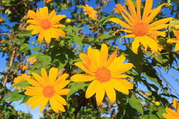 Fototapeta na wymiar Mexican Sunflower