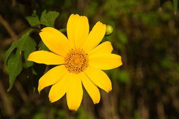 Mexican Sunflower