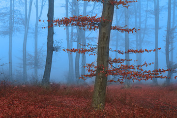 Beautiful tree with red leaves in blue fog