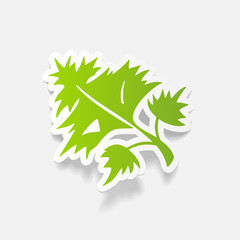 Obraz premium realistic design element: parsley, dill