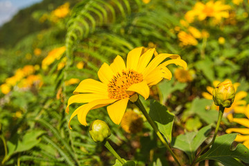 Mexican Sunflower