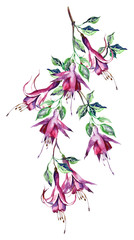Obraz premium Fuchsias
