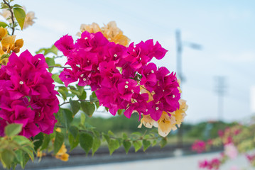 Pink blooming bougainvilleas