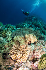 Divers, mushroom leather coral in Banda, Indonesia underwater