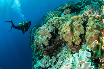 Divers, mushroom leather coral in Banda, Indonesia underwater
