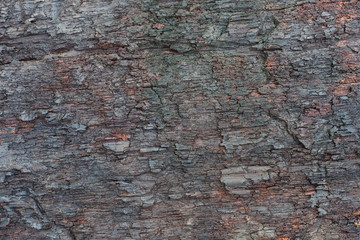 decay wood