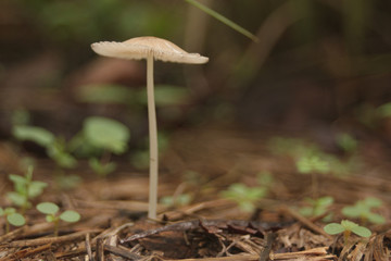 Toadstool