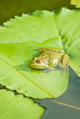 frog in the river