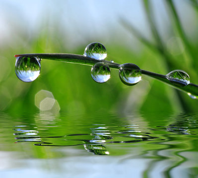 Fresh green grass with dew drops closeup. Nature Background