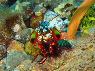 Mantis shrimp, Island Bali, Tulamben