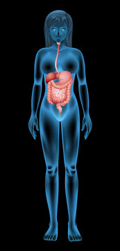 Female digestive system