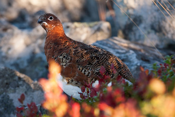 Moorschneehuhn