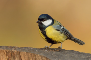 Fototapeta premium Kohlmeise