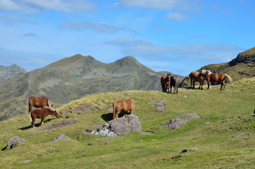 Fototapeta na wymiar Mountain pass with horses in the French Pyrenees